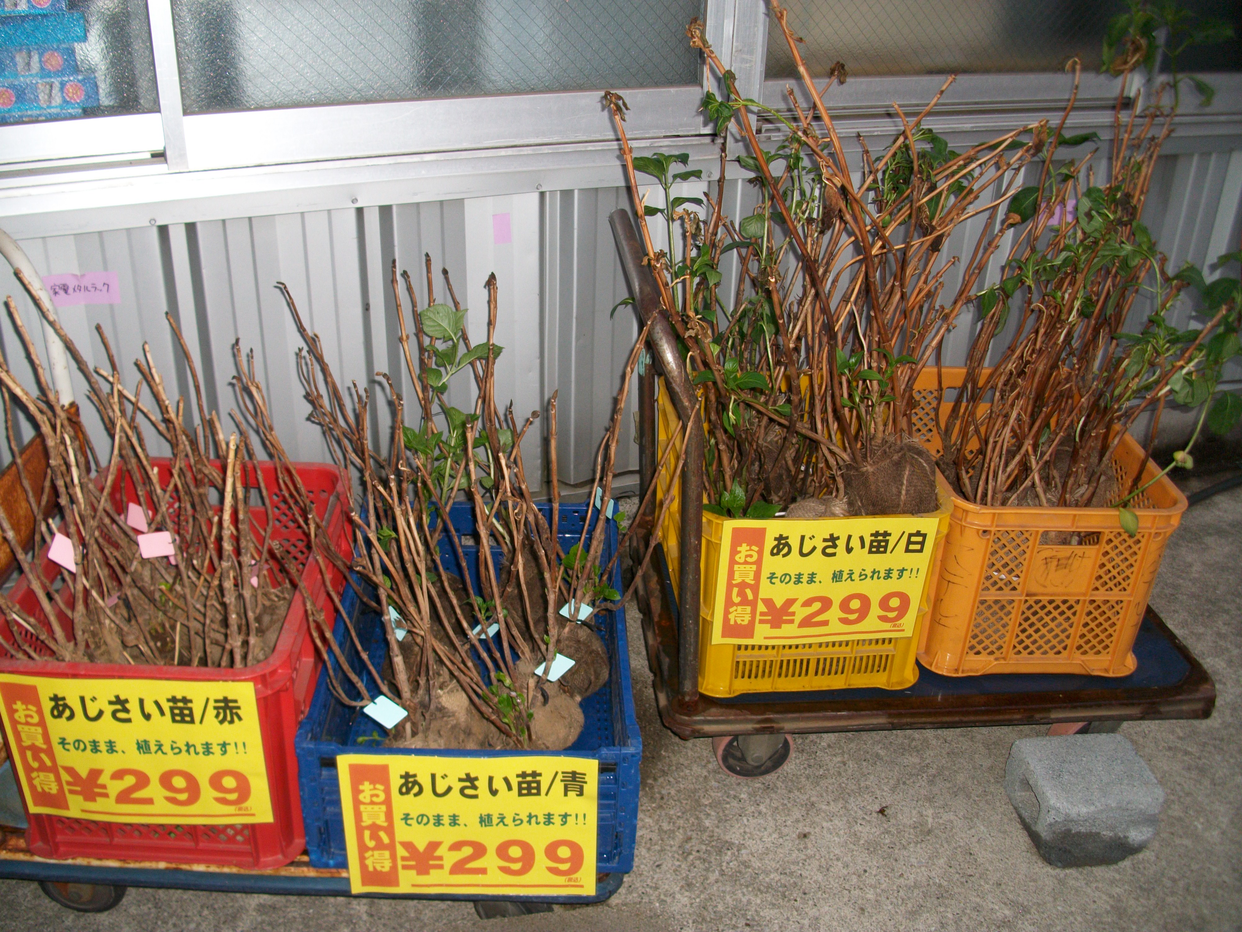 『新入荷！』 あじさい 紫陽花 苗 | 柏 柏市 リサイクル リユース 中古 買取 買い取り 販売 引越