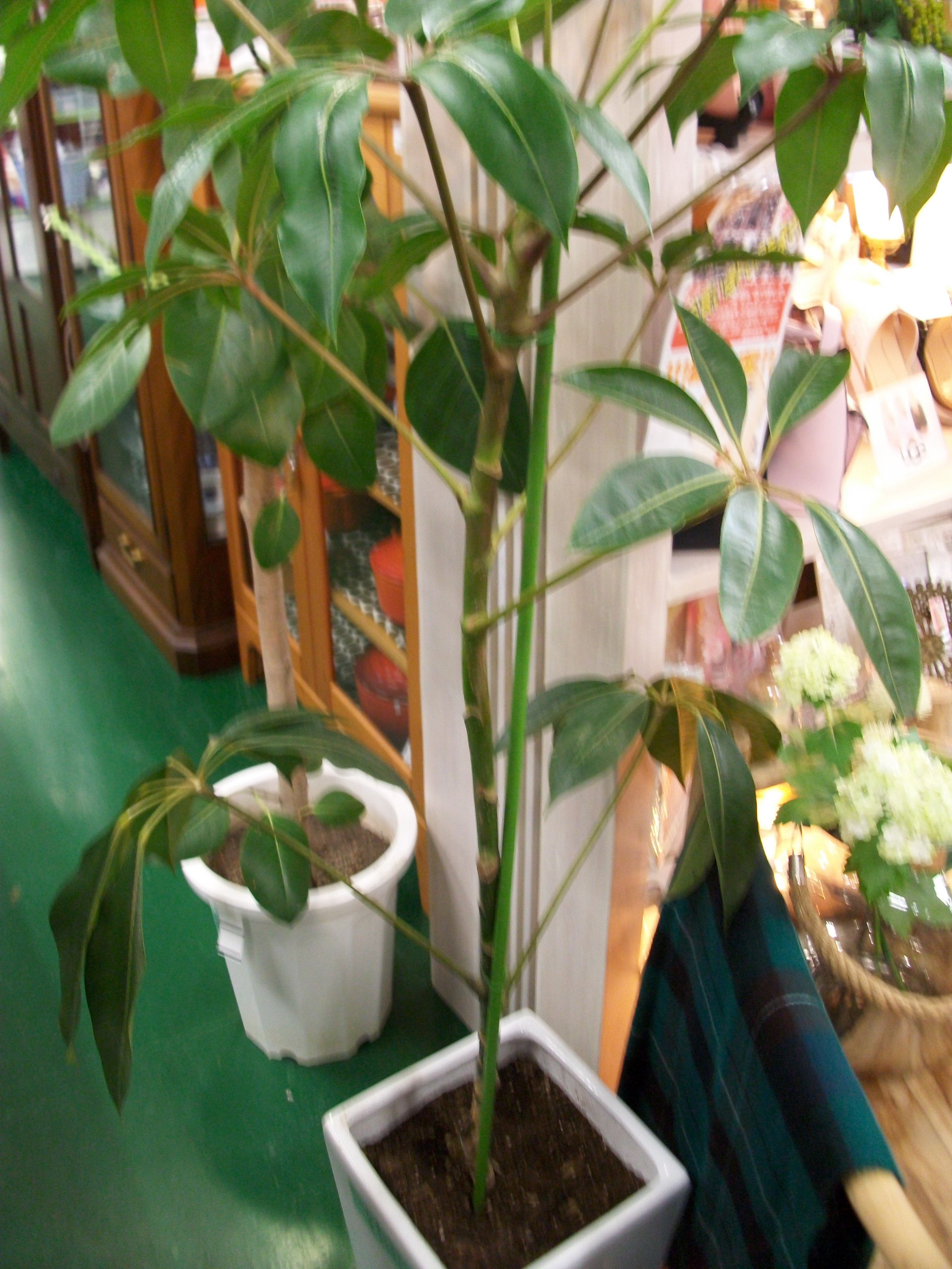 『新入荷！』 アルテシマゴム ツピタンサス 観葉植物 | 柏 柏市 リサイクル リユース 中古 買取 買い取り 販売 引越