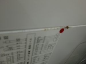 CIMG2982