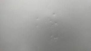 131280048_2202818356529746_2547057955081071561_n