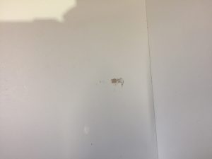 ニトリ（NITORI）スリム2枚扉キッチンボード Nダリア (8)