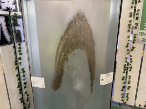 IMG_2764