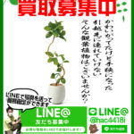 観葉植物｜盆栽｜買取｜リサイクルショップ愛品館千葉店