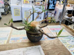 パキポディウムグラキリス 買取致しました