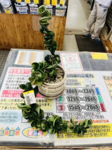 ホヤ カルノーサ コンパクタ