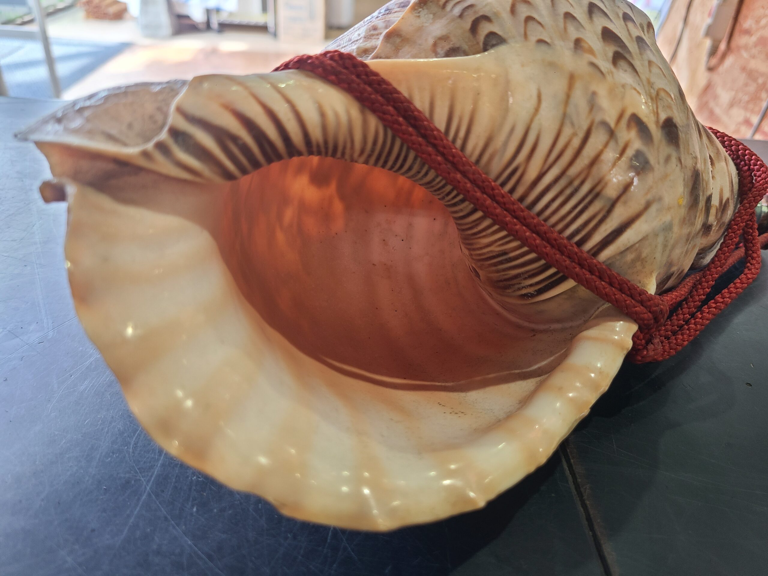 法螺貝 ほら貝 13インチ No.87 法螺貝