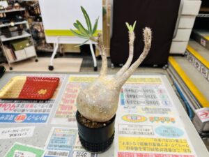 パキポディウムグラキリス|塊根植物