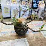 パキポディウム グラキリス｜現地球 買取致しました｜愛品館千葉店