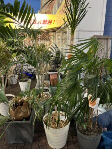 ベンガルゴム・ホンコンカポック・フィカス・モンステラ・シュロ竹・シェフレラなど、観葉植物 買取致しました