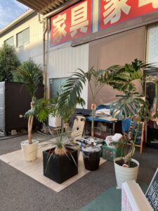 モンステラ・ユッカ・セロウム・マニラパームなど、観葉植物 買取致しました