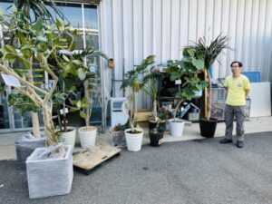 ベンガレンシス・トックリラン・コンシンネ・セロウム・カンボジアーナ・コウモリランなど、観葉植物 買取致しました