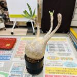 パキポディウムグラキリス｜塊根植物 買取致しました｜愛品館千葉店