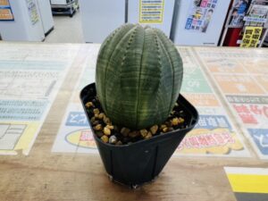Euphorbia obesa|ユーフォルビア オベサ