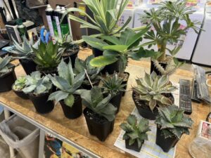 アガベ各種、ギガス、グラキ等、買取致しました