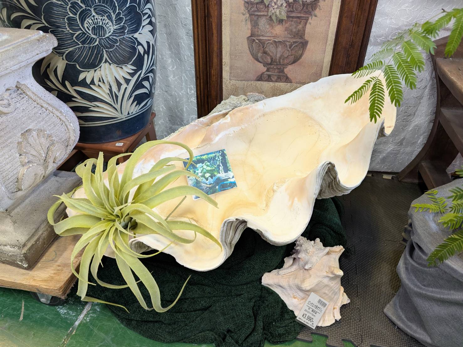置物 片面 シャコガイ 貝殻 全長約76cmを店頭にて販売中です！【愛品 
