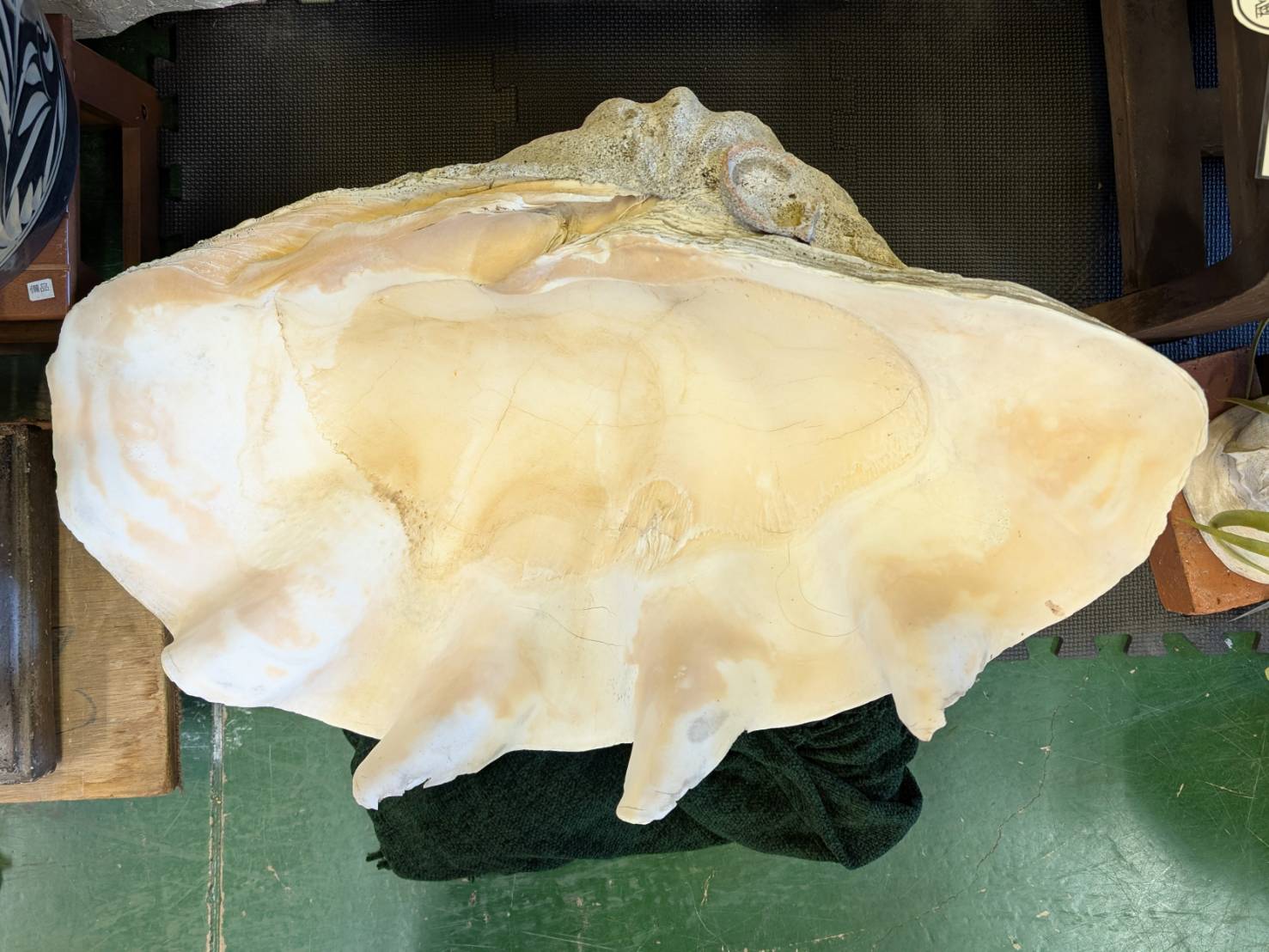 置物 片面 シャコガイ 貝殻 全長約76cmを店頭にて販売中です！【愛品 