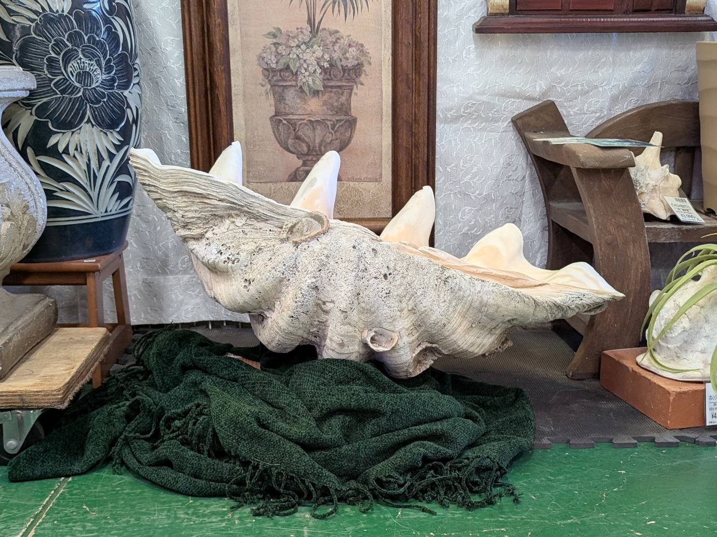 置物 片面 シャコガイ 貝殻 全長約76cmを店頭にて販売中です！【愛品 