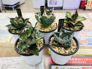 アガベ チタノタシーザー・白鯨・レッドキャット・B&Bなど買取致しました