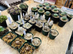 オベサたくさん、パキポ・カクチペス、エブレネウム、ホロンベンセ、恵比寿大黒、亀甲竜などなど、買取致しました