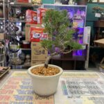 糸魚川真柏｜盆栽BONSAI ② 買取致しました｜愛品館千葉店