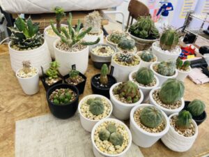 鬼爪、バリダ、センナ メリディオナリス、ケラリア ピグマエア、銀冠玉、オベサなどなど買取