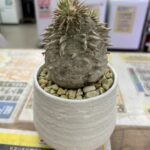 パキポディウム エブレネウム｜塊根植物 買取致しました｜愛品館千葉店