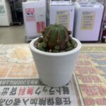ユーフォルビア・シンメトリカ 買取致しました｜愛品館千葉店