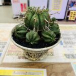 ユーフォルビア バリダ 子株吹き 買取致しました｜愛品館千葉店