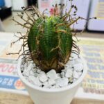 ユーフォルビア バリダ 買取致しました｜愛品館千葉店