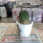 ユーフォルビア・オベサ 買取致しました｜愛品館千葉店