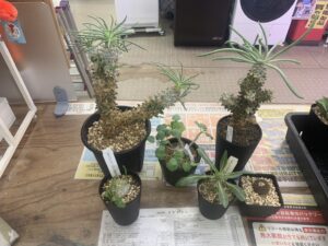 遺品整理 家電家具無料出張買取 リサイクルショップ 愛品館千葉
