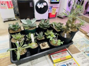 チレコドン、ヤトロファ、アガベ各種、パキポ、コピアポアなどなど買取致しました!お持ち込みありがとうございます!