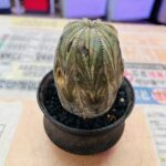 ユーフォルビア オベサ 買取致しました｜愛品館千葉店