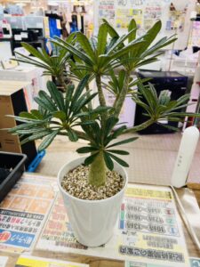 ドルステニア ギガス