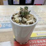 フィロボルス・テヌイフロルス 買取致しました｜愛品館千葉店