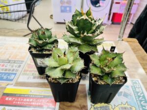アガベ 魔丸・シーザー・フィリグリー・鬼爪 買取致しました