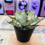 アガベ チタノタ B&B 買取致しました｜愛品館千葉店