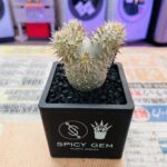 パキポディウム デンシフローラム 買取致しました｜愛品館千葉店