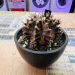 ギムノカリキウム 牡丹玉 買取致しました｜愛品館千葉店