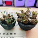 ユーフォルビア 峨眉山 買取致しました｜愛品館千葉店