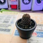 ユーフォルビア ブプレウリフオリア 鉄甲丸 買取致しました｜愛品館千葉店