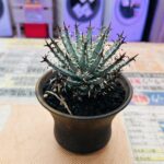 アロエ エリナケア 買取致しました｜愛品館千葉店