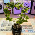 亀甲竜 買取致しました｜愛品館千葉店