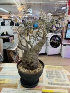 オペルクリカリア パキプス 現地球 買取致しました