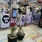 パキポディウムグラキリス｜塊根植物 買取致しました｜愛品館千葉店