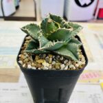 アガベ チタノタ 冰雹 買取致しました｜愛品館千葉店