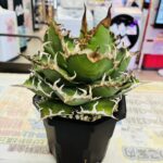 アガベ シーザー 買取致しました｜愛品館千葉店