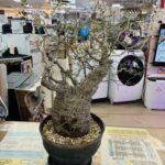 オペルクリカリア パキプス 現地球｜塊根植物 買取致しました｜リサイクルショップ愛品館千葉店