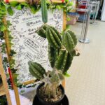柱サボテン ブランチ仕立て 買取致しました｜愛品館千葉店