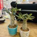 パキポディウム ホロンベンセ｜塊根植物 買取致しました｜愛品館千葉店